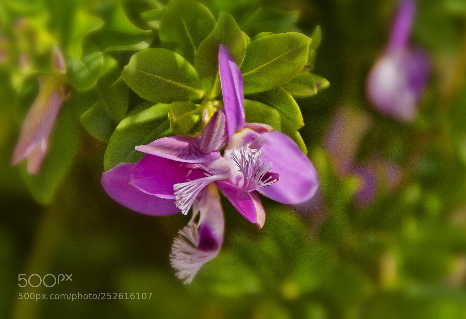 Nikon D3100 sample photo. Spring photography