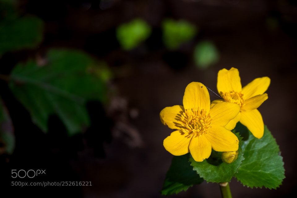 Nikon D5500 sample photo. Flower power photography