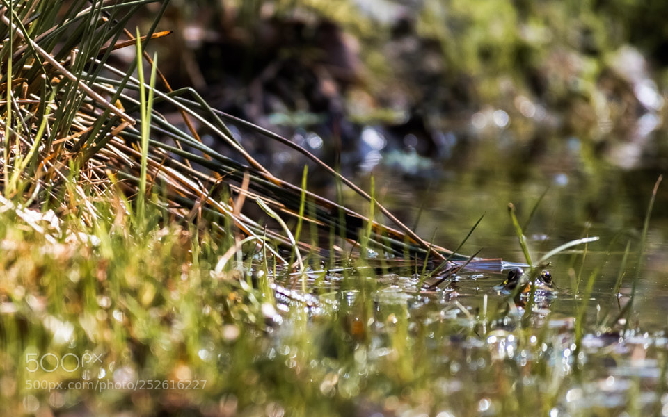 Nikon D5500 sample photo. Jouer à cache-cache photography