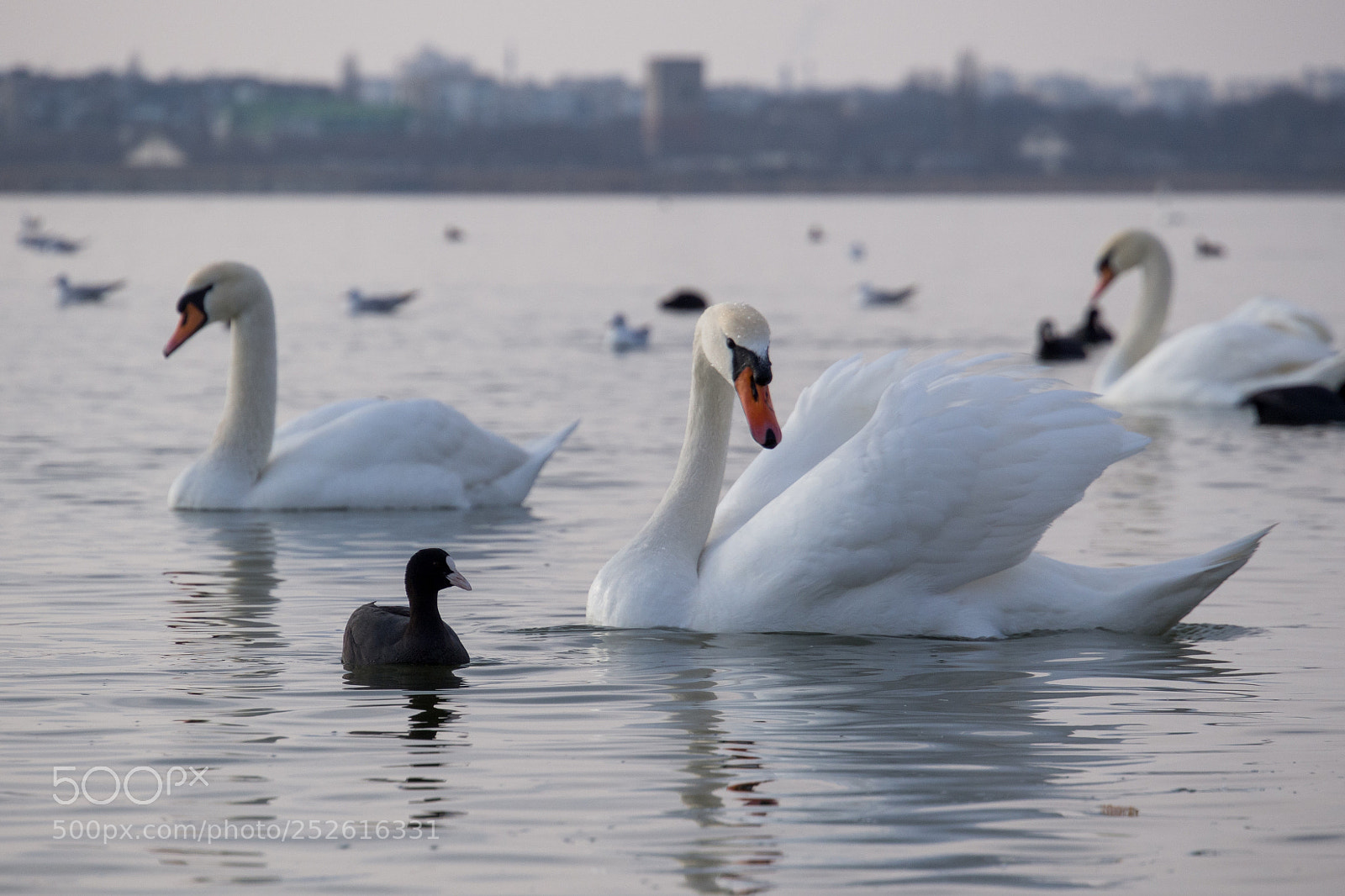 Olympus OM-D E-M5 sample photo. Swans on the wintering. photography