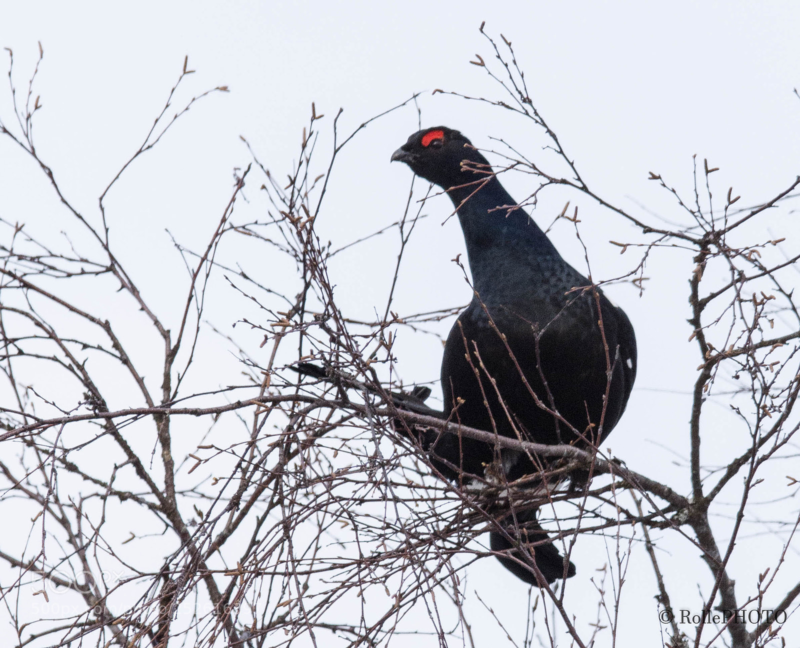 Nikon D7200 sample photo. Grouse male photography