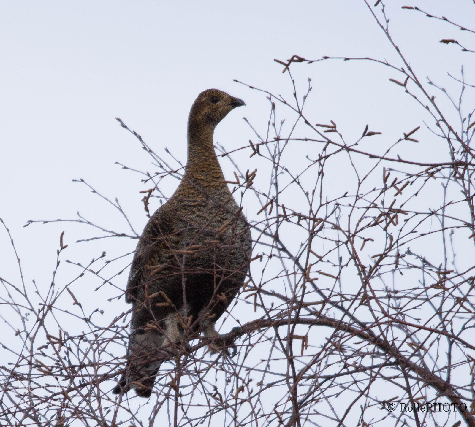 Nikon D7200 sample photo. Grouse female photography