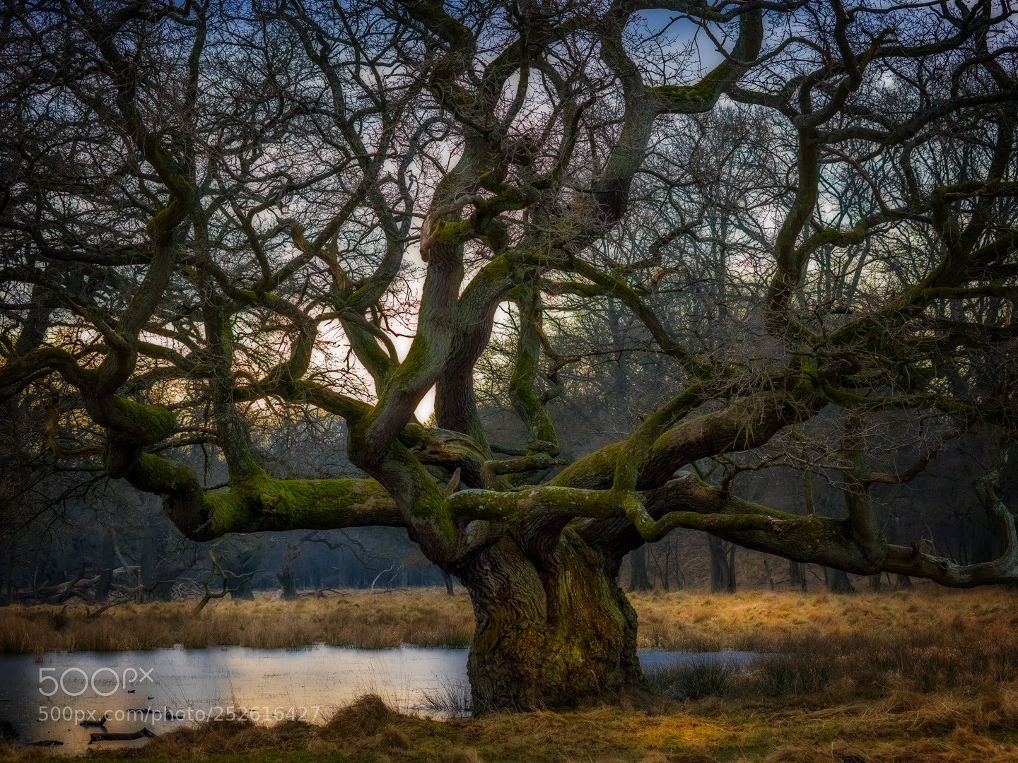 Olympus OM-D E-M1 sample photo. Old tree in dyrehaven photography