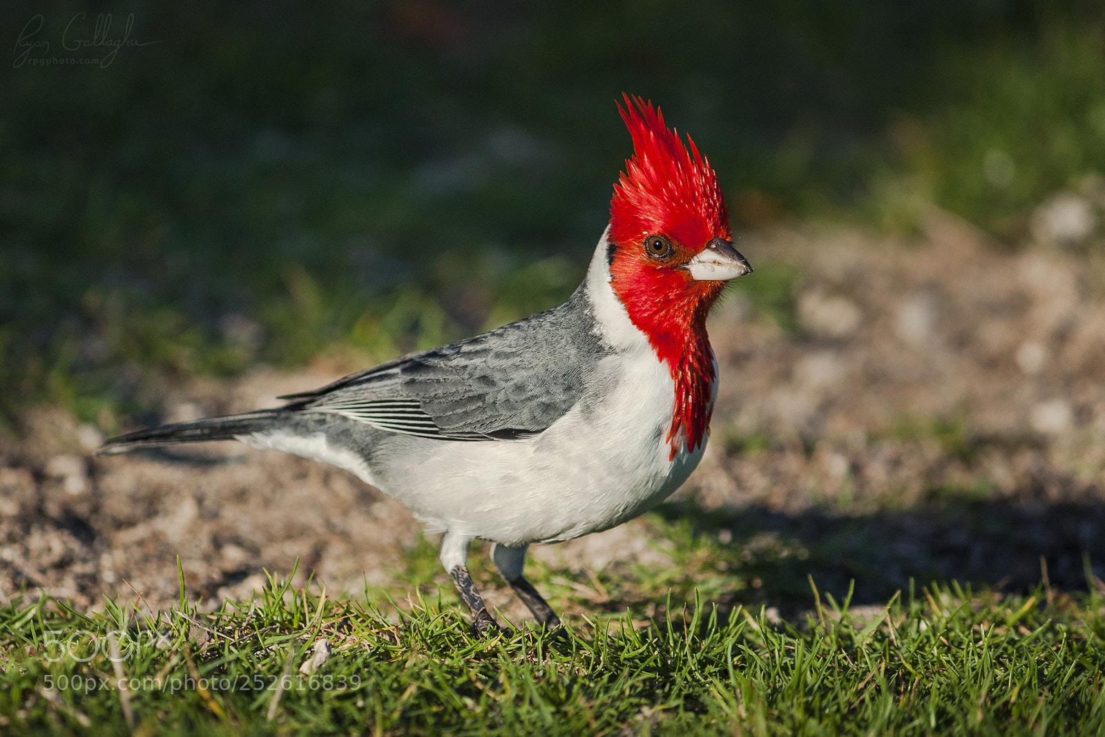 Canon EOS 500D (EOS Rebel T1i / EOS Kiss X3) sample photo. Red crested cardinal photography