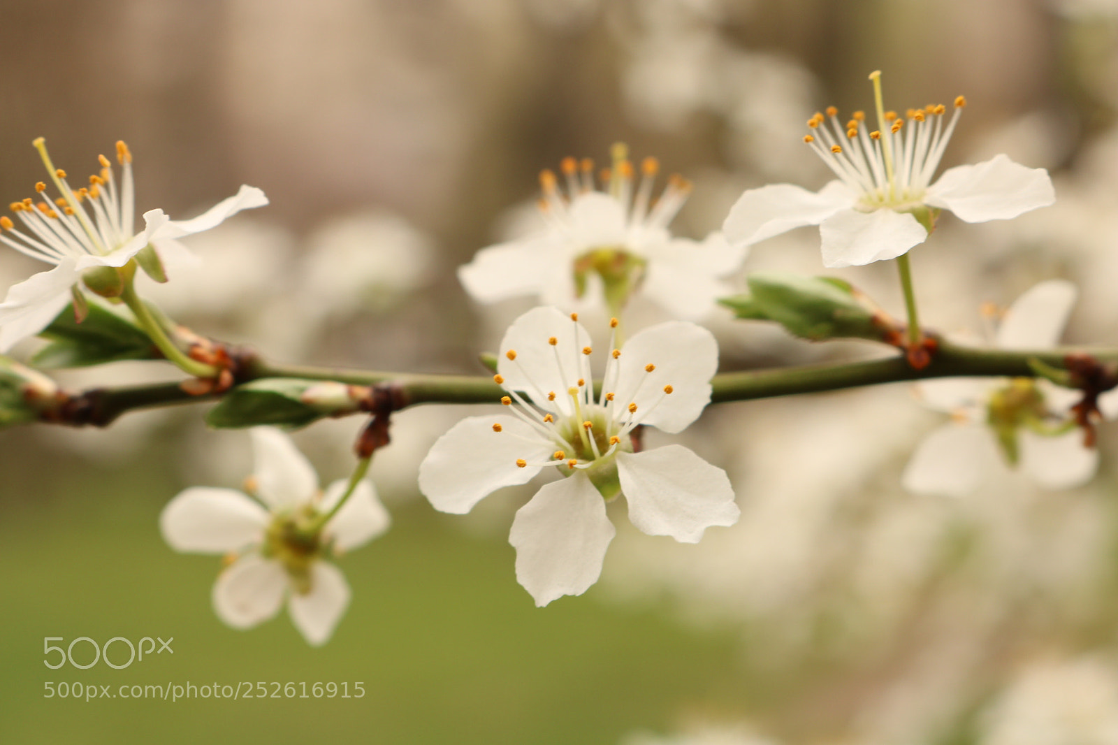 Canon EOS 750D (EOS Rebel T6i / EOS Kiss X8i) sample photo. White flowers photography