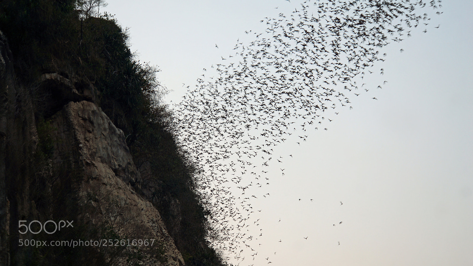 Sony a6000 sample photo. Bats flying out of photography