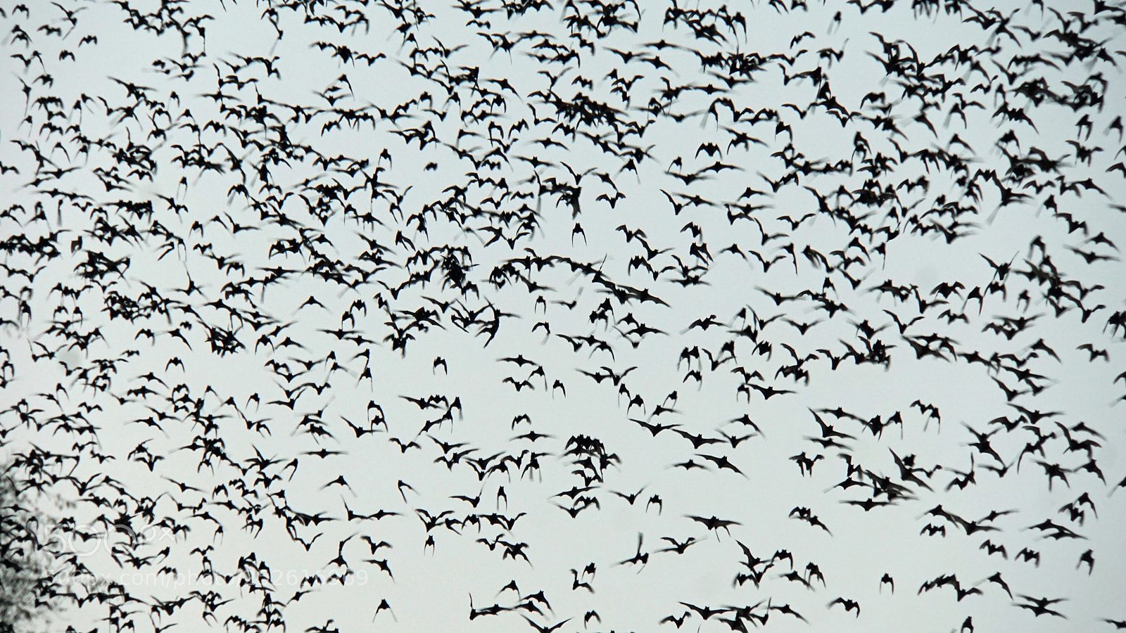 Sony a6000 sample photo. Bats flying out of photography