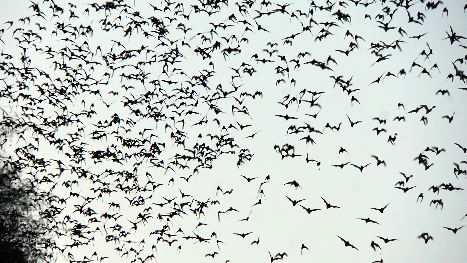 Sony a6000 sample photo. Bats flying out of photography