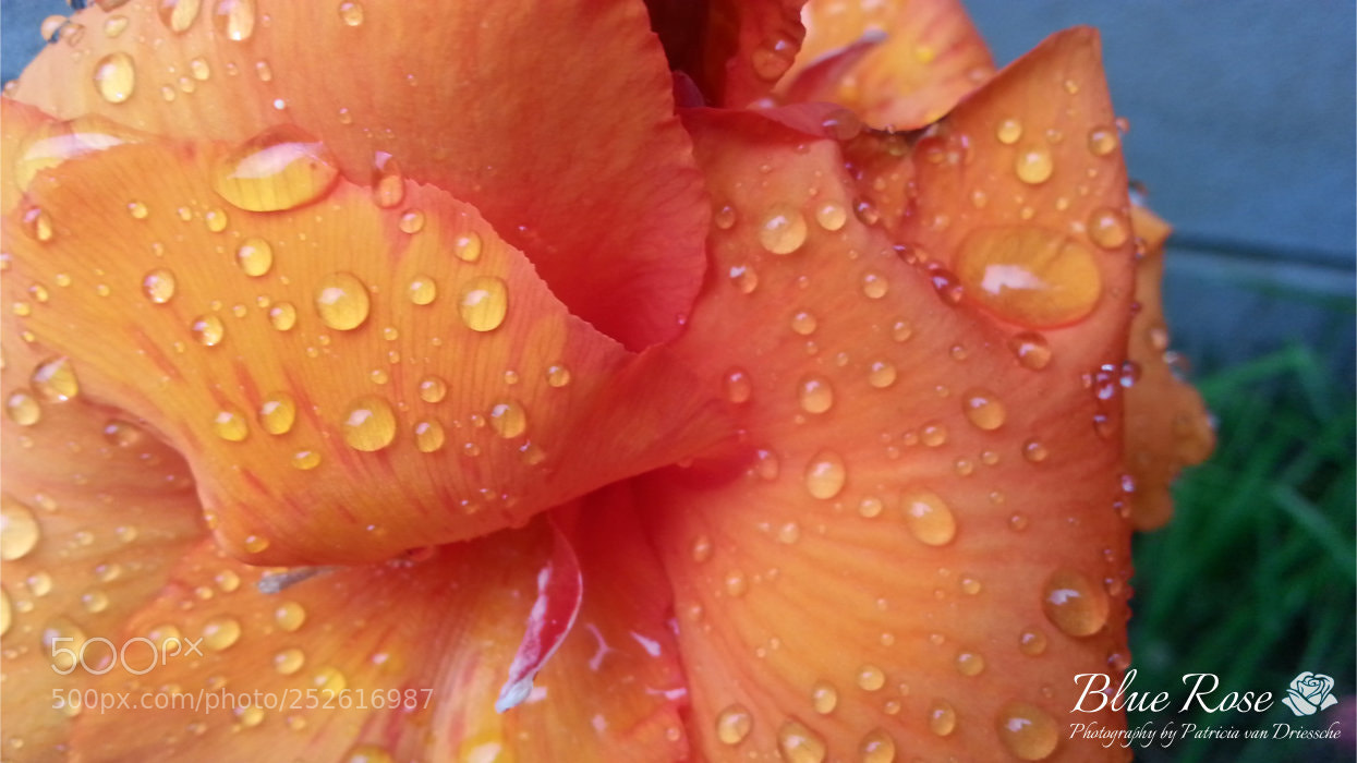 Samsung Galaxy S3 sample photo. Canna orange [dew drops] photography