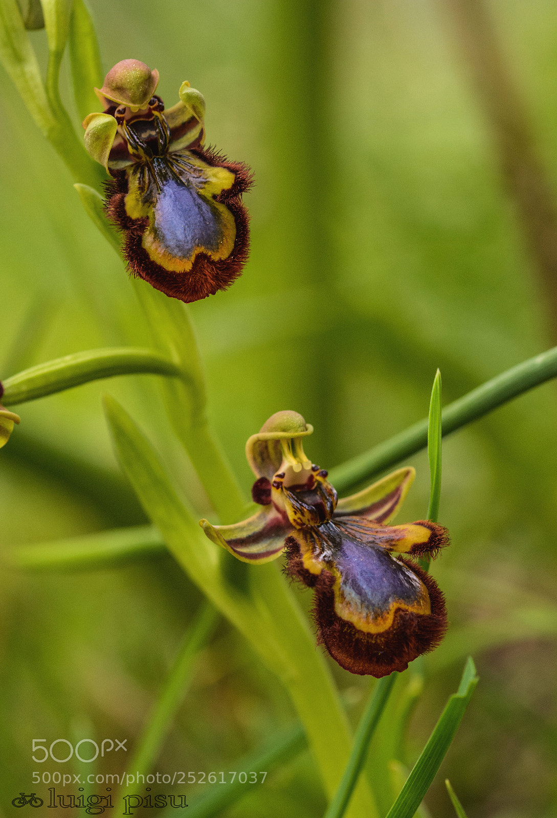 Nikon D7100 sample photo. Wild orchid photography
