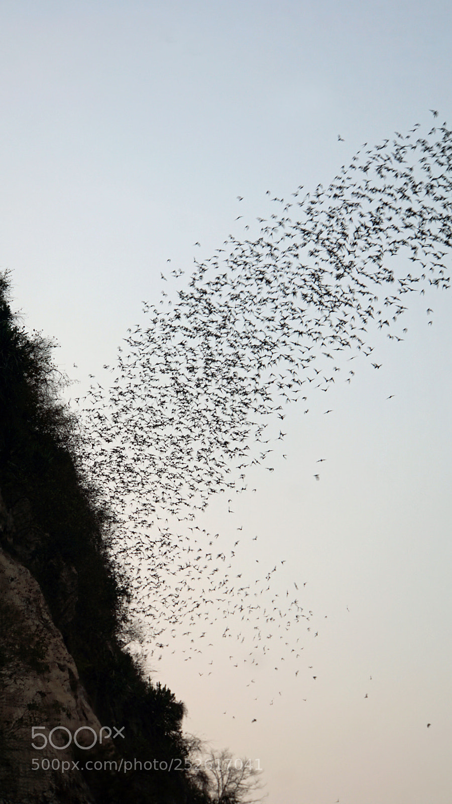 Sony a6000 sample photo. Bats flying out of photography