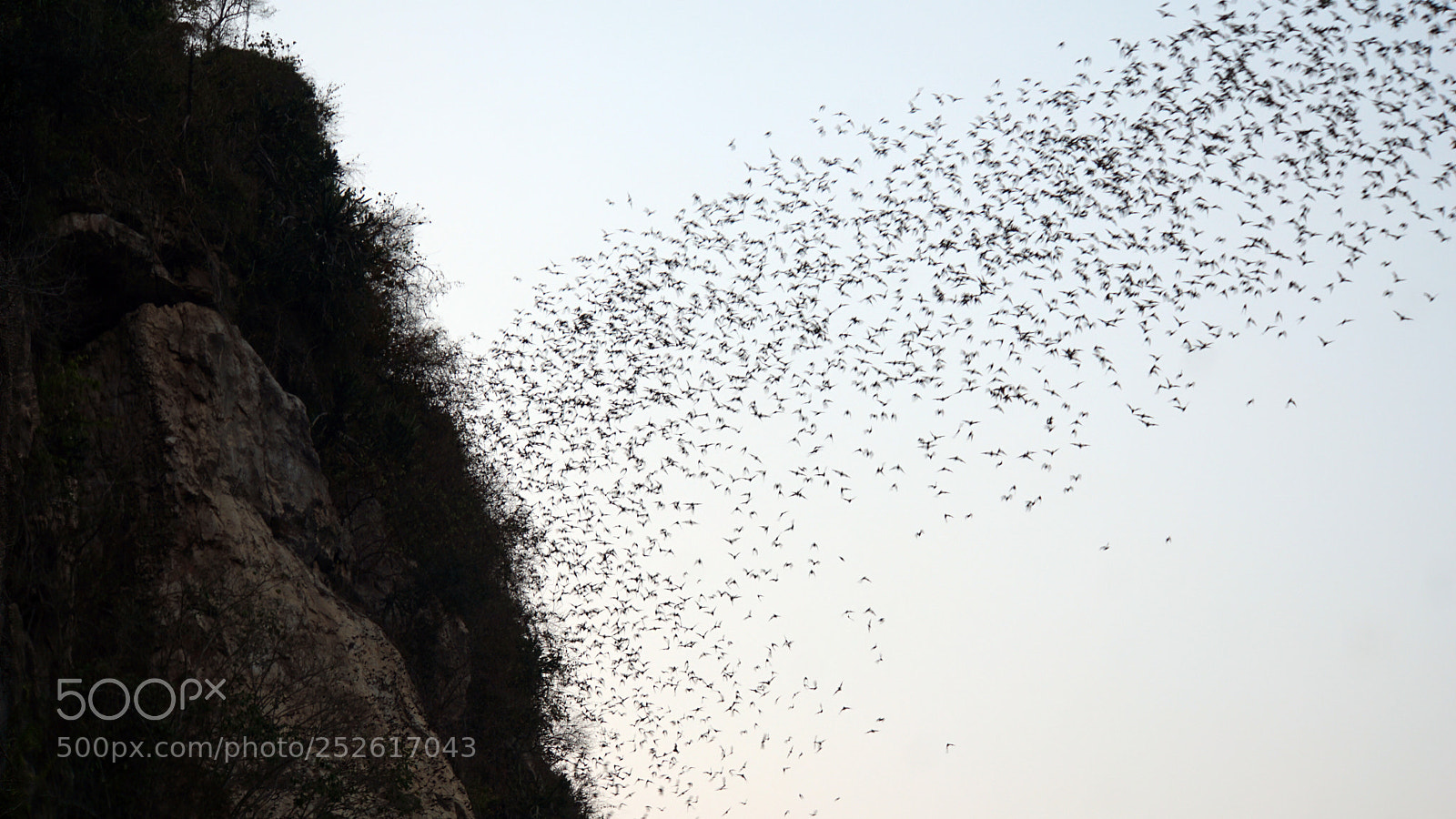 Sony a6000 sample photo. Bats flying out of photography