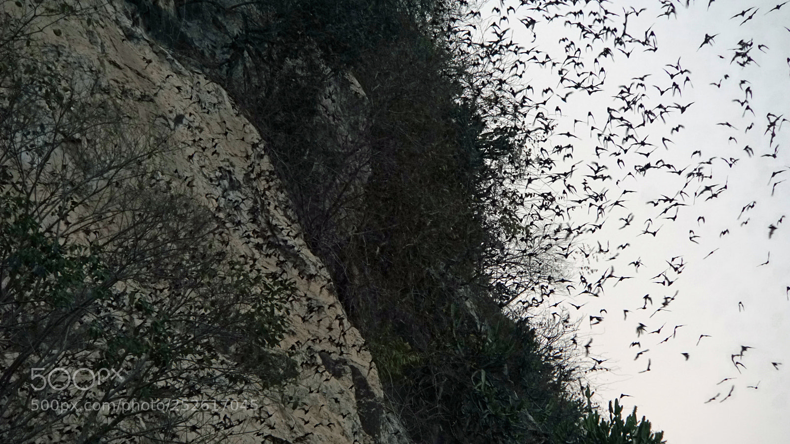 Sony a6000 sample photo. Bats flying out of photography