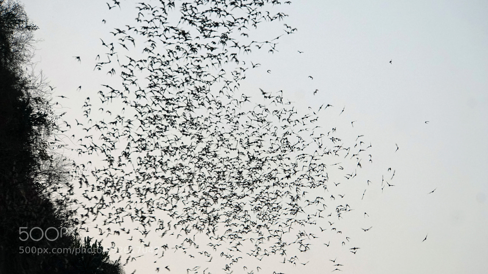 Sony a6000 sample photo. Bats flying out of photography