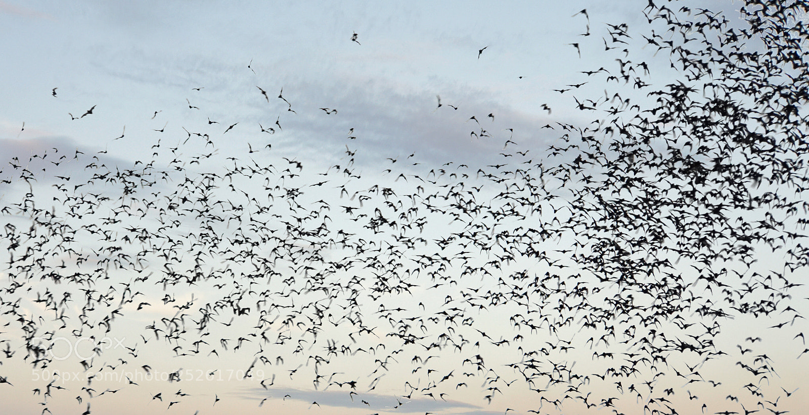 Sony a6000 sample photo. Bats flying out of photography