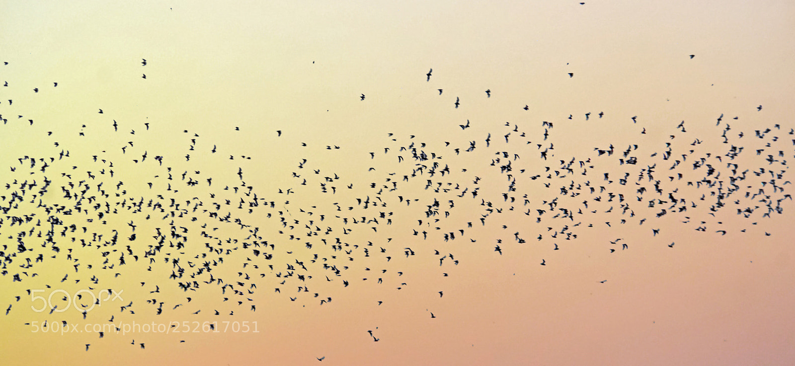 Sony a6000 sample photo. Bats flying out of photography