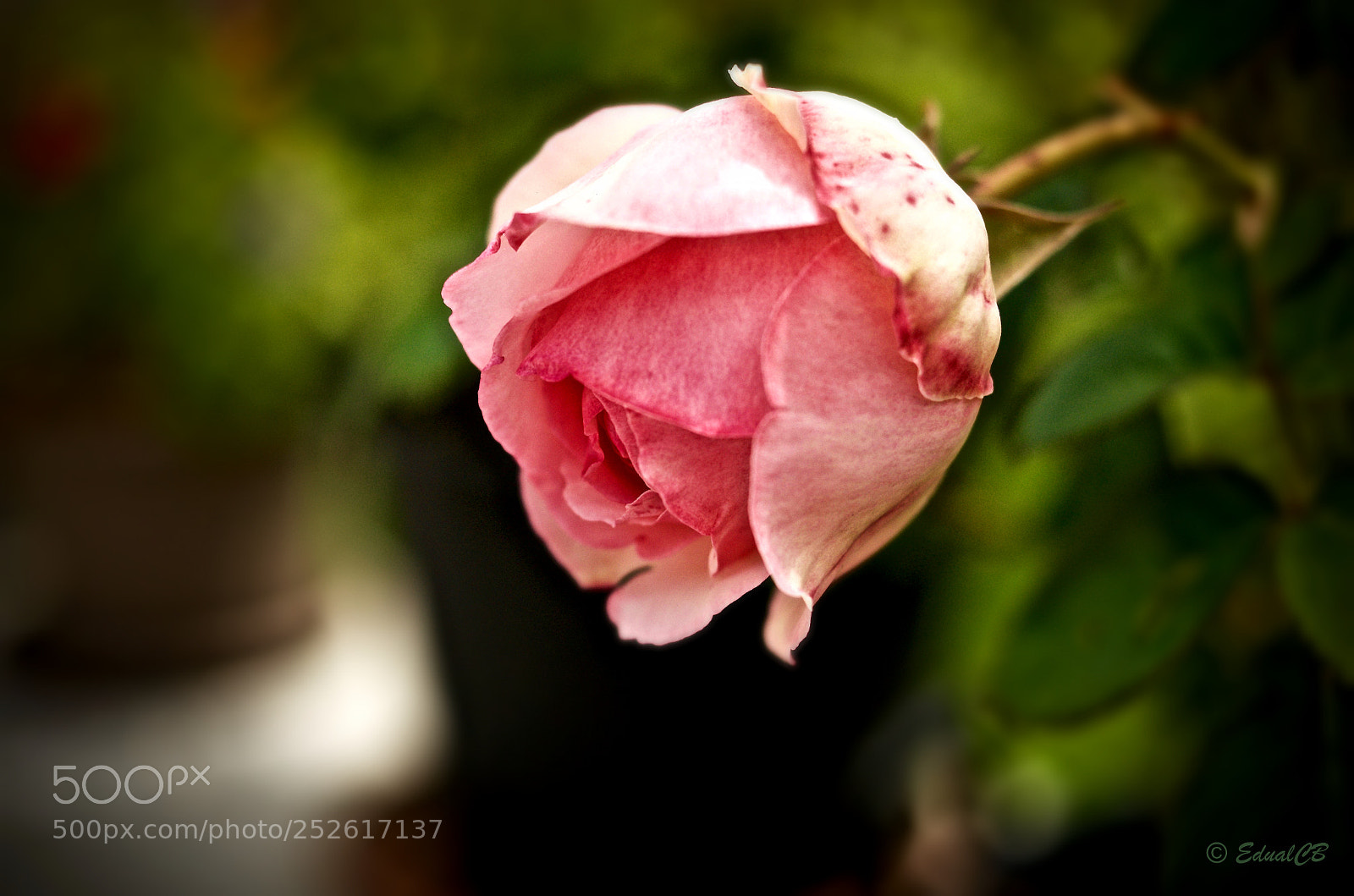 Pentax K-5 sample photo. Rose button photography