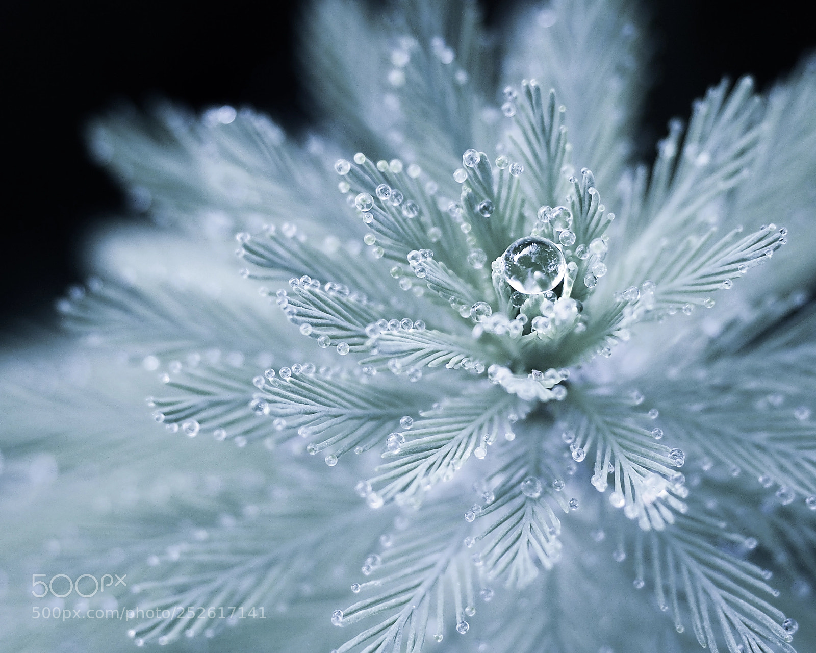 Olympus OM-D E-M1 sample photo. Bejeweled.. photography