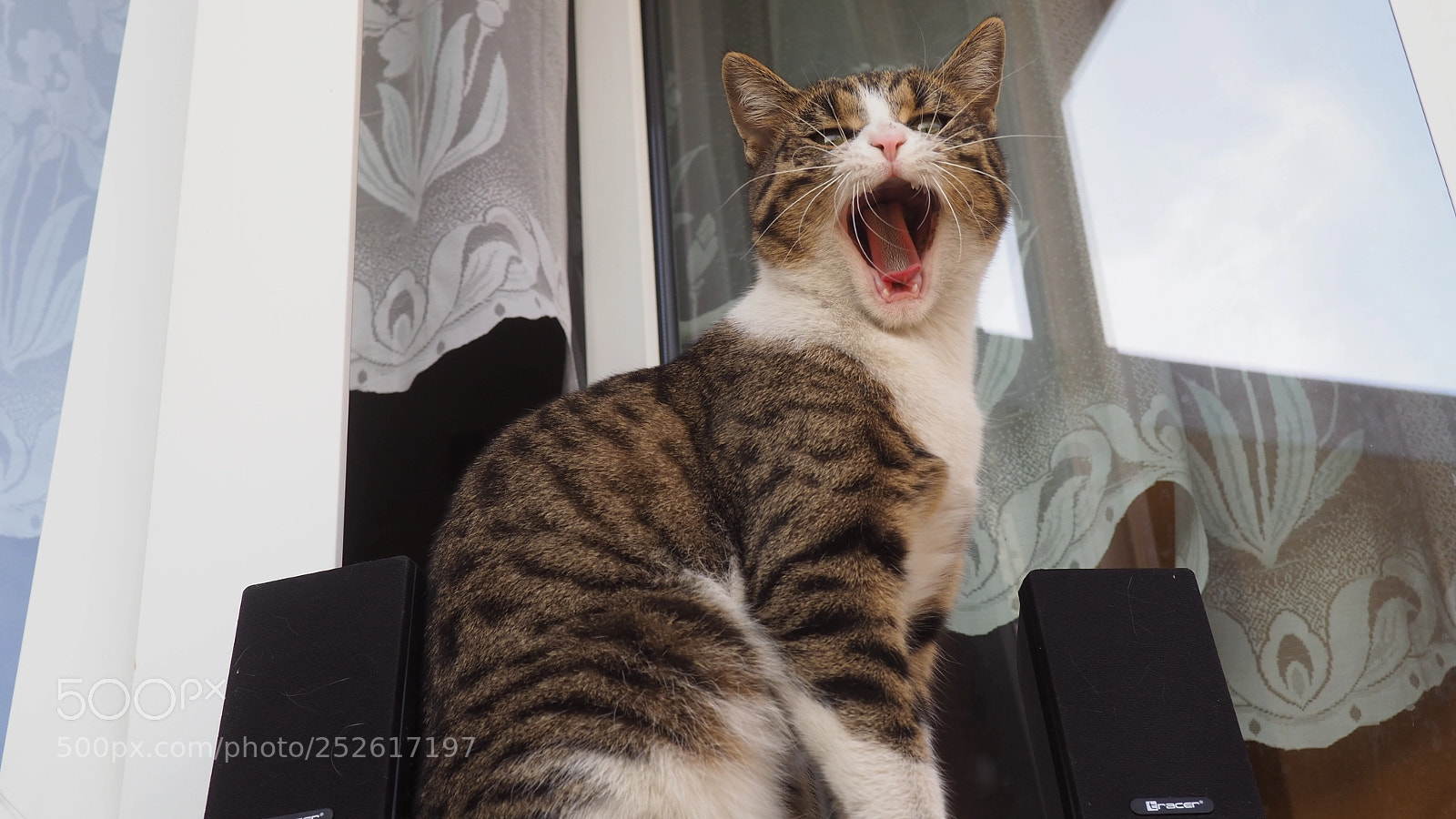 Olympus OM-D E-M10 II sample photo. Music cat photography