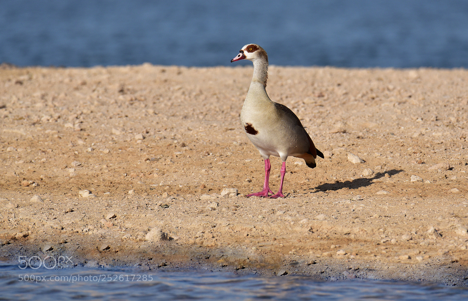 Nikon D750 sample photo. Egyptian goose .... @ wetland reserve... photography