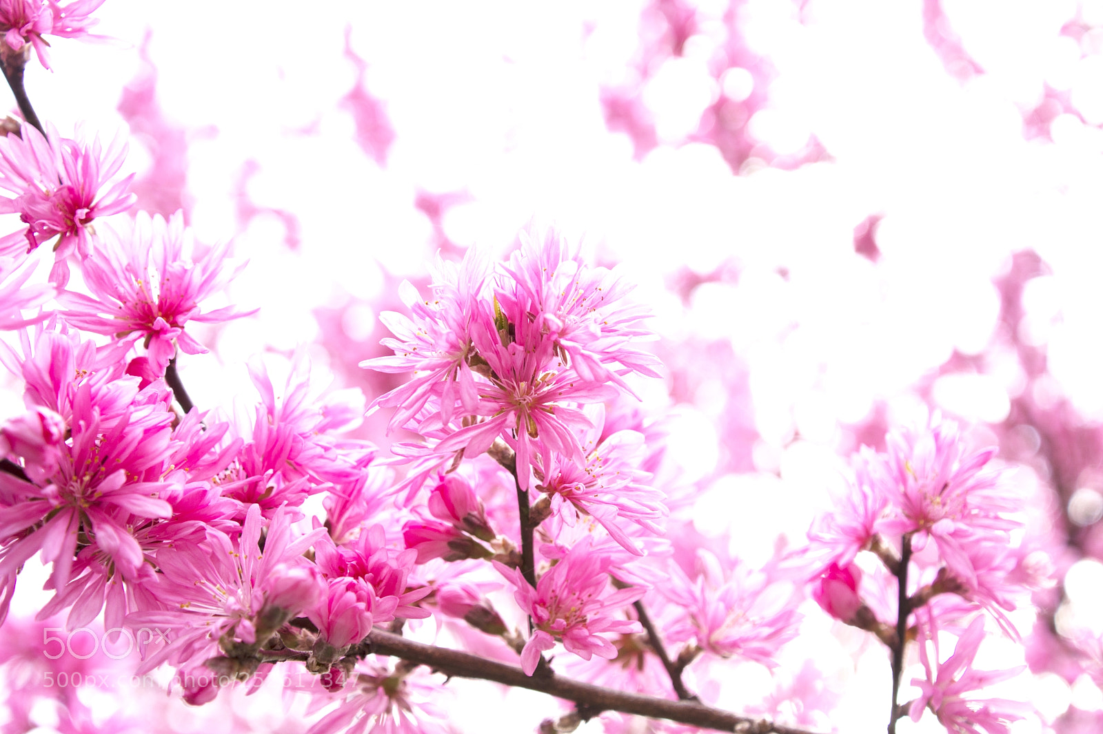 Nikon D7200 sample photo. 春爛漫 photography