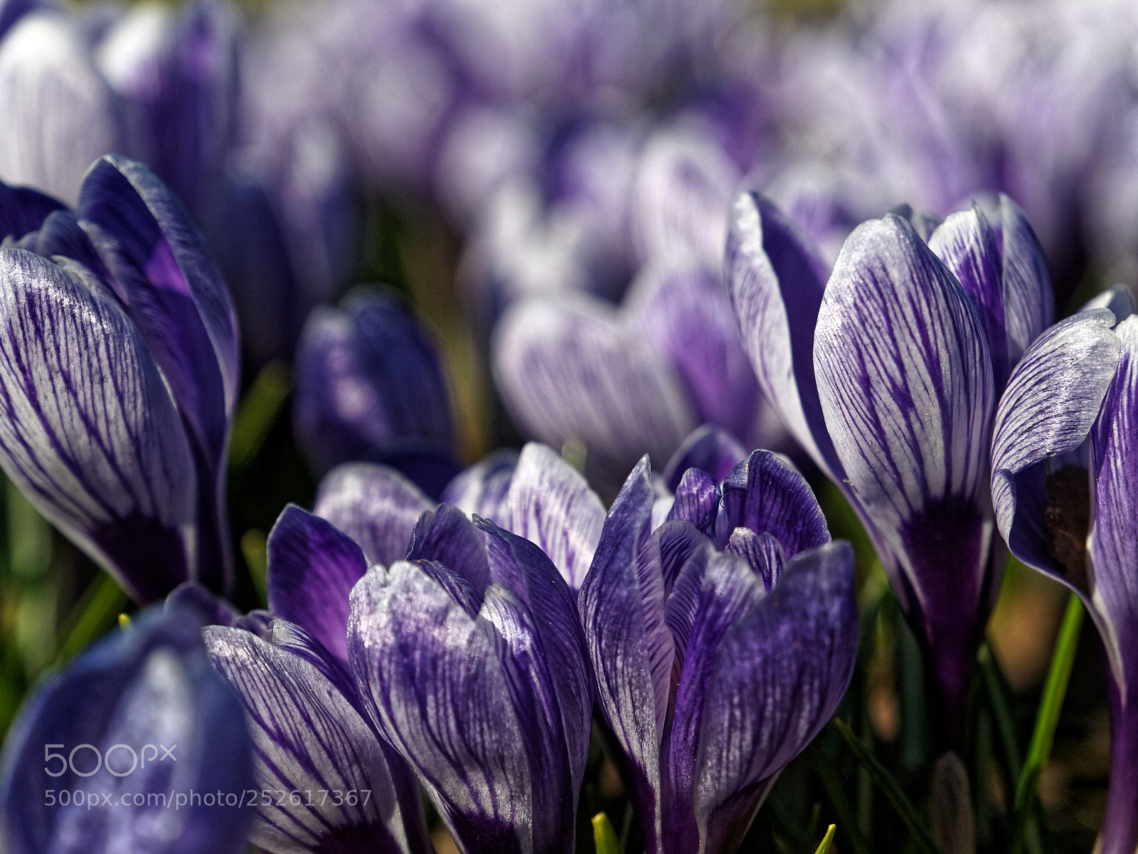 Olympus E-3 sample photo. Krokusy photography