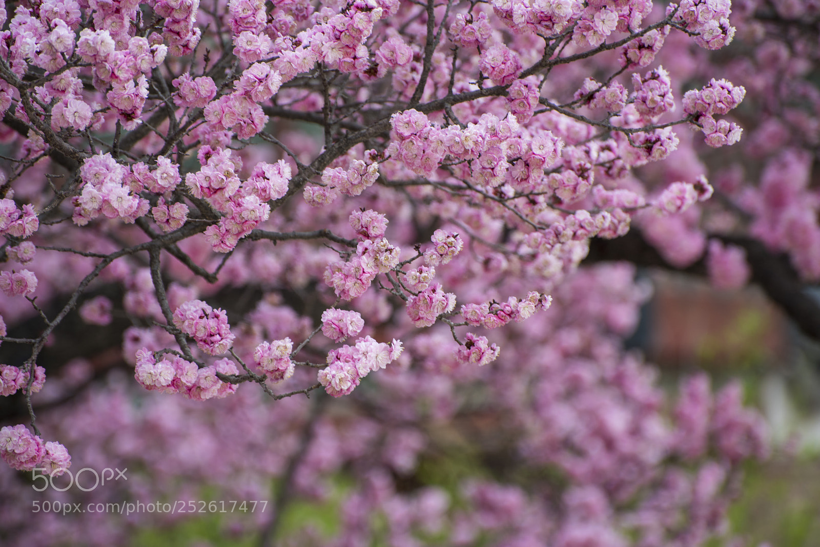Nikon D810 sample photo. Untitled photography