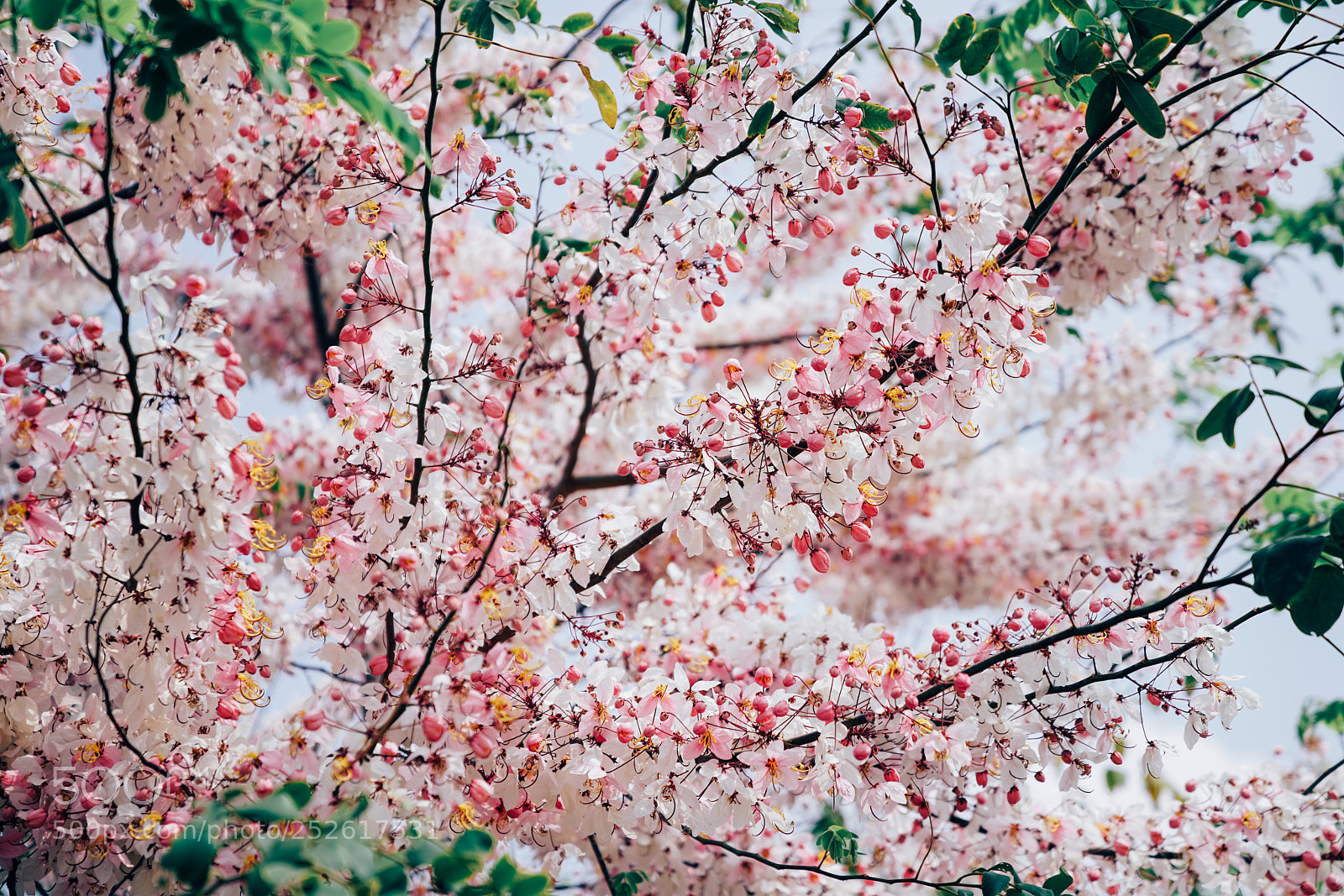 Sony a7R II sample photo. Pink shower tree photography