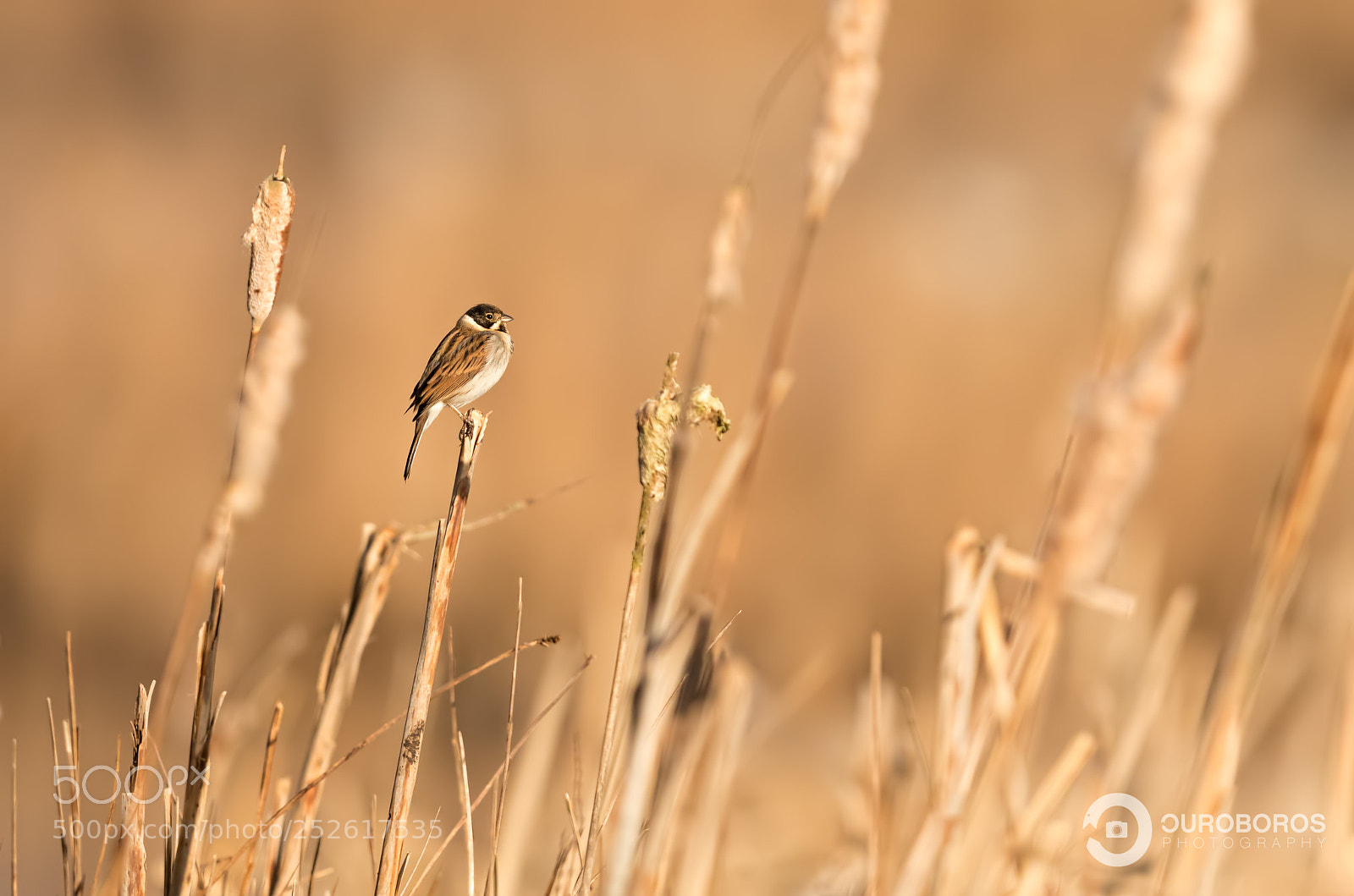 Canon EOS 5D Mark IV sample photo. Reed bunting (emberiza schoeniclus) photography