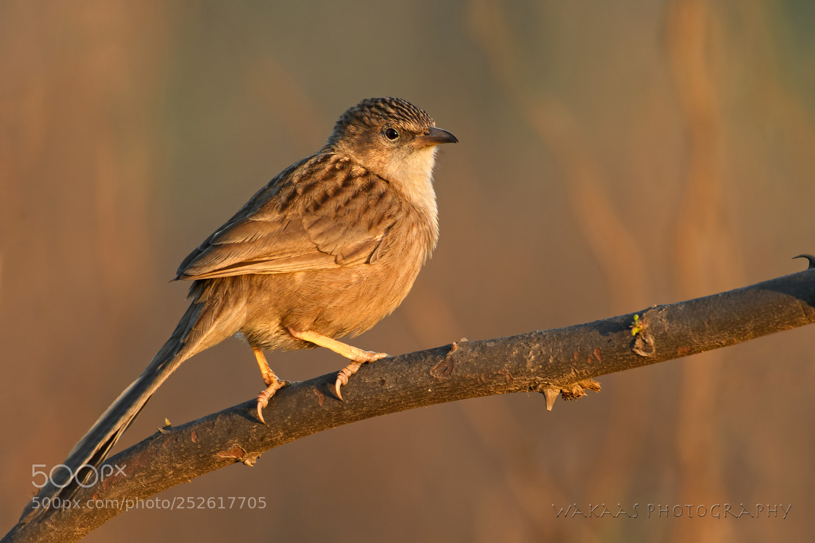 Nikon D850 sample photo. Common babbler photography