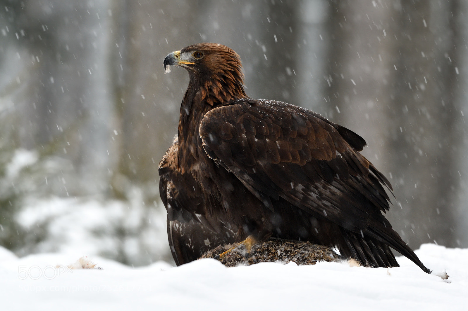 Nikon D500 sample photo. Golden eagle photography