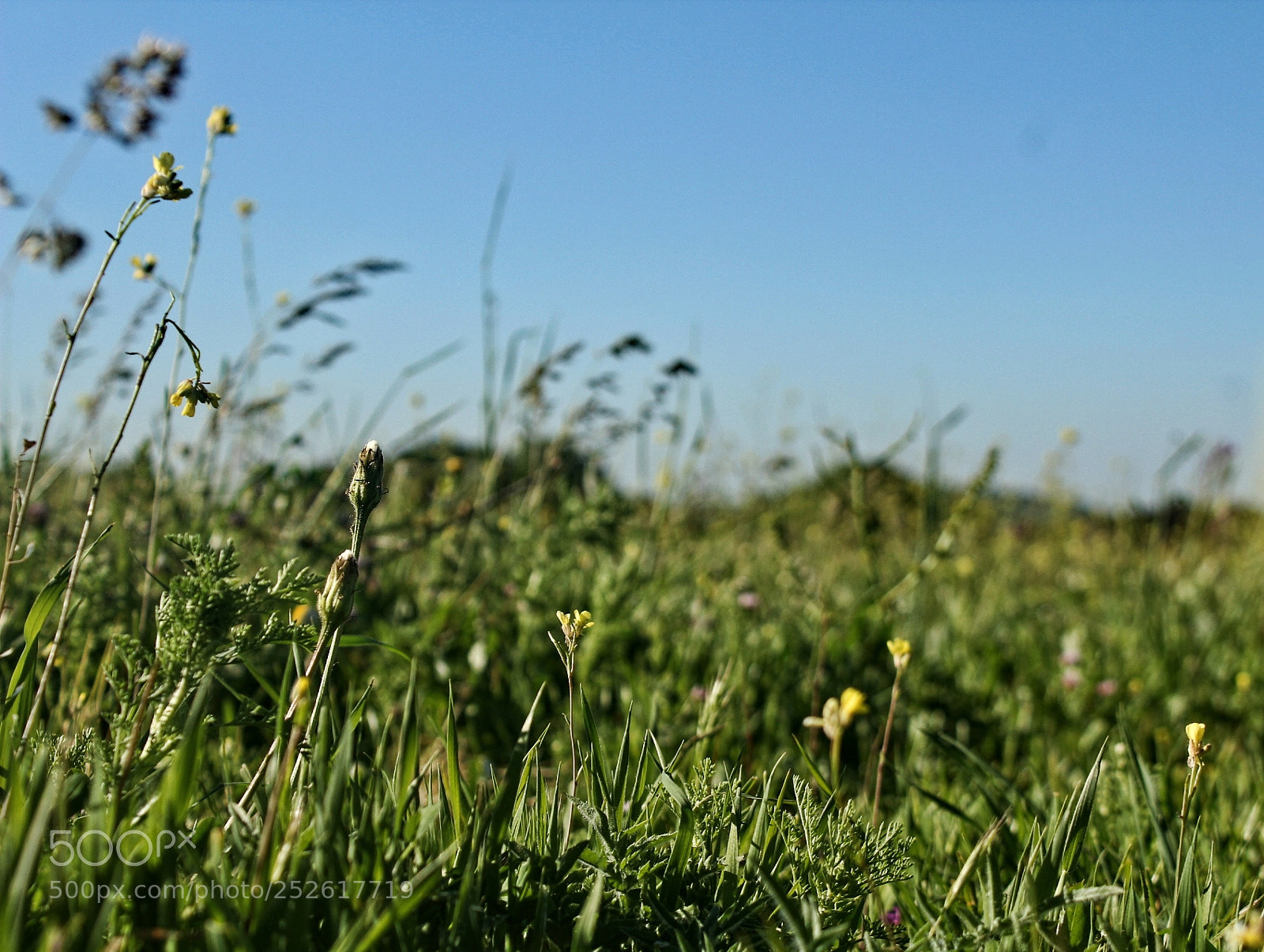 Canon EOS 1300D (EOS Rebel T6 / EOS Kiss X80) sample photo. Grass in the wind photography