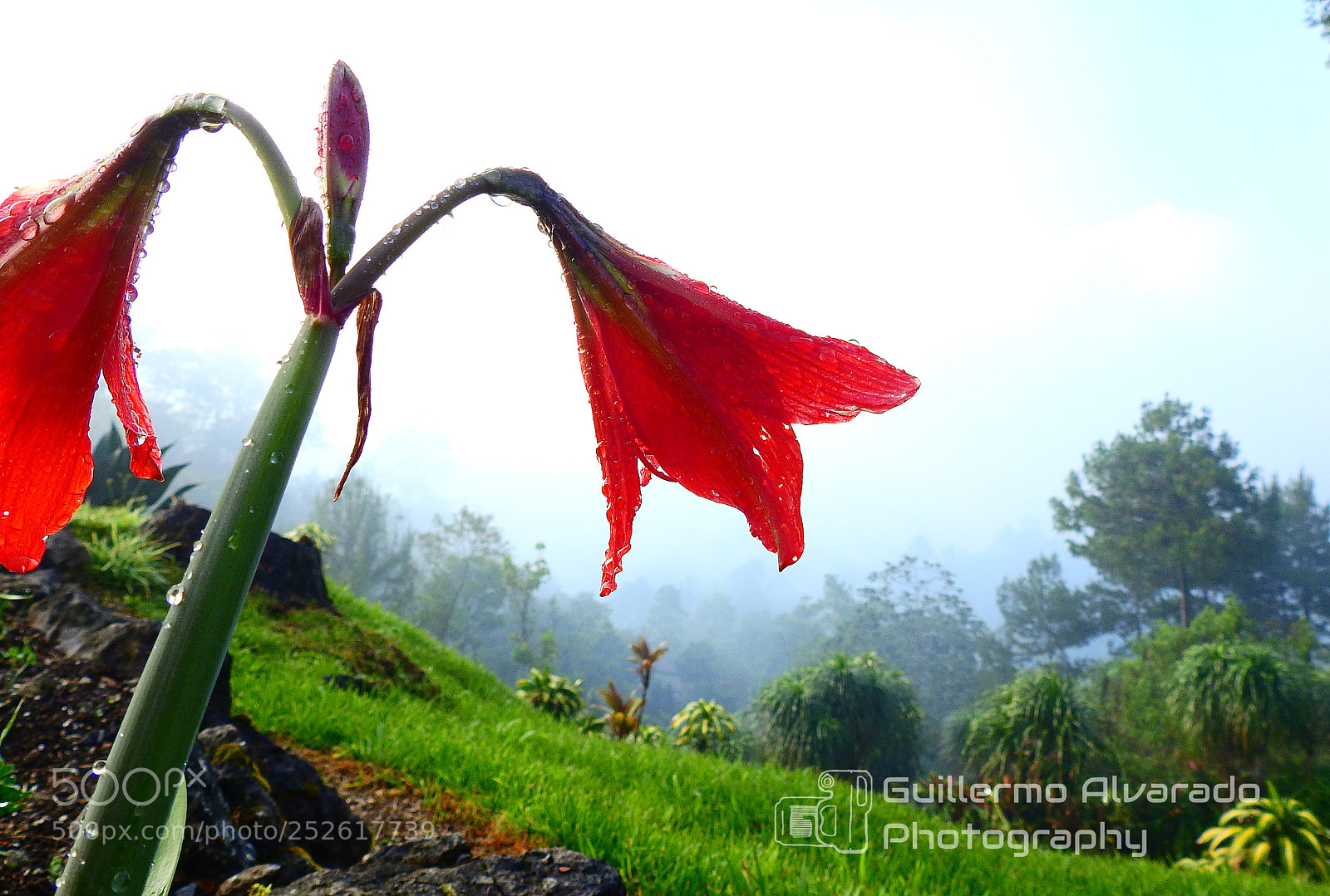 Nikon Coolpix P900 sample photo. Red in mist photography