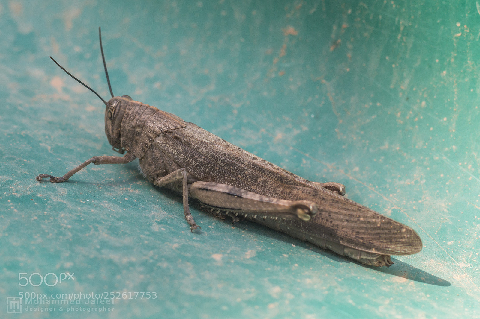 Canon EOS 70D sample photo. Locust - جرادة photography
