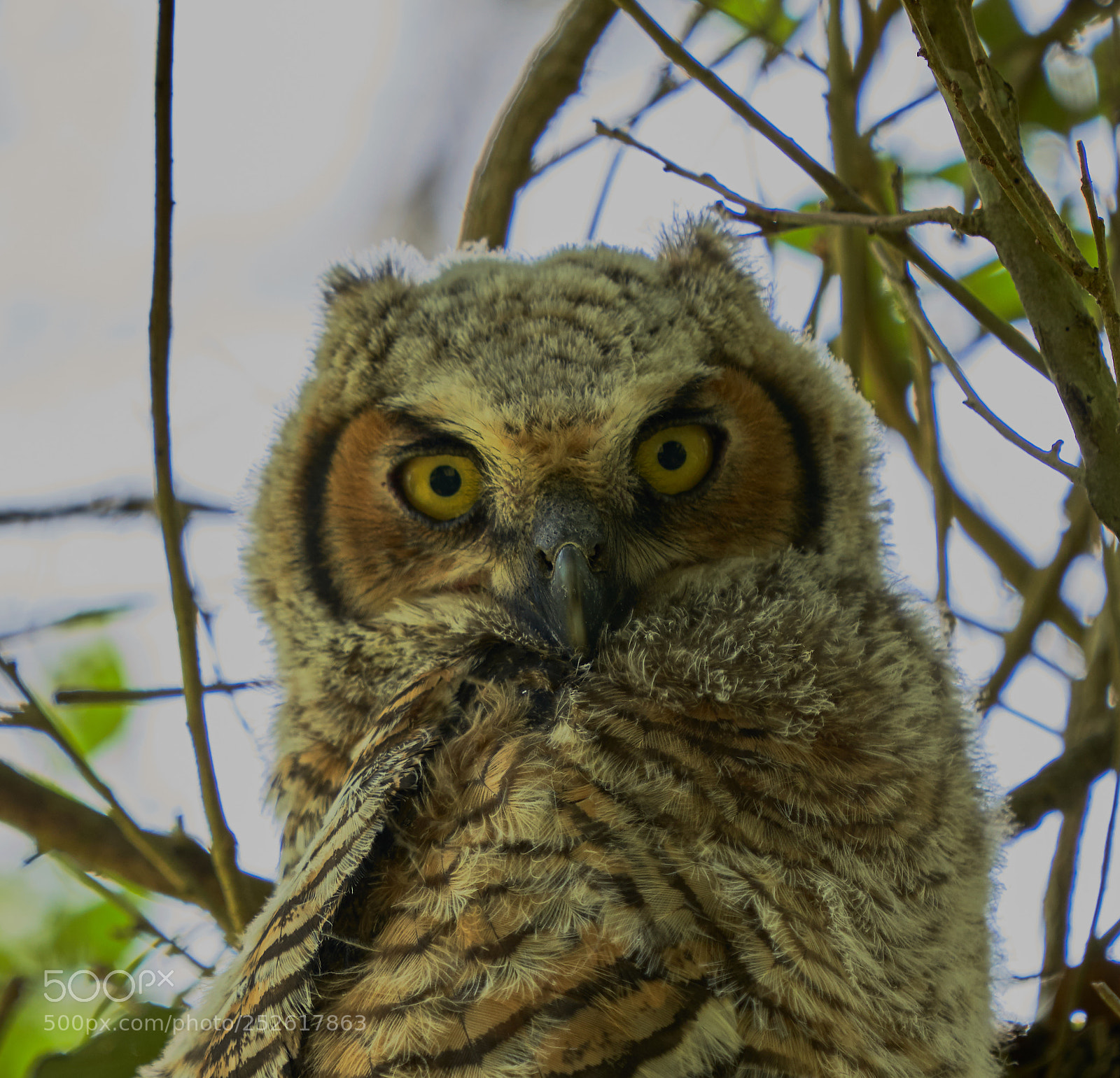 Sony a7R III sample photo. Juvenile great horned owl photography