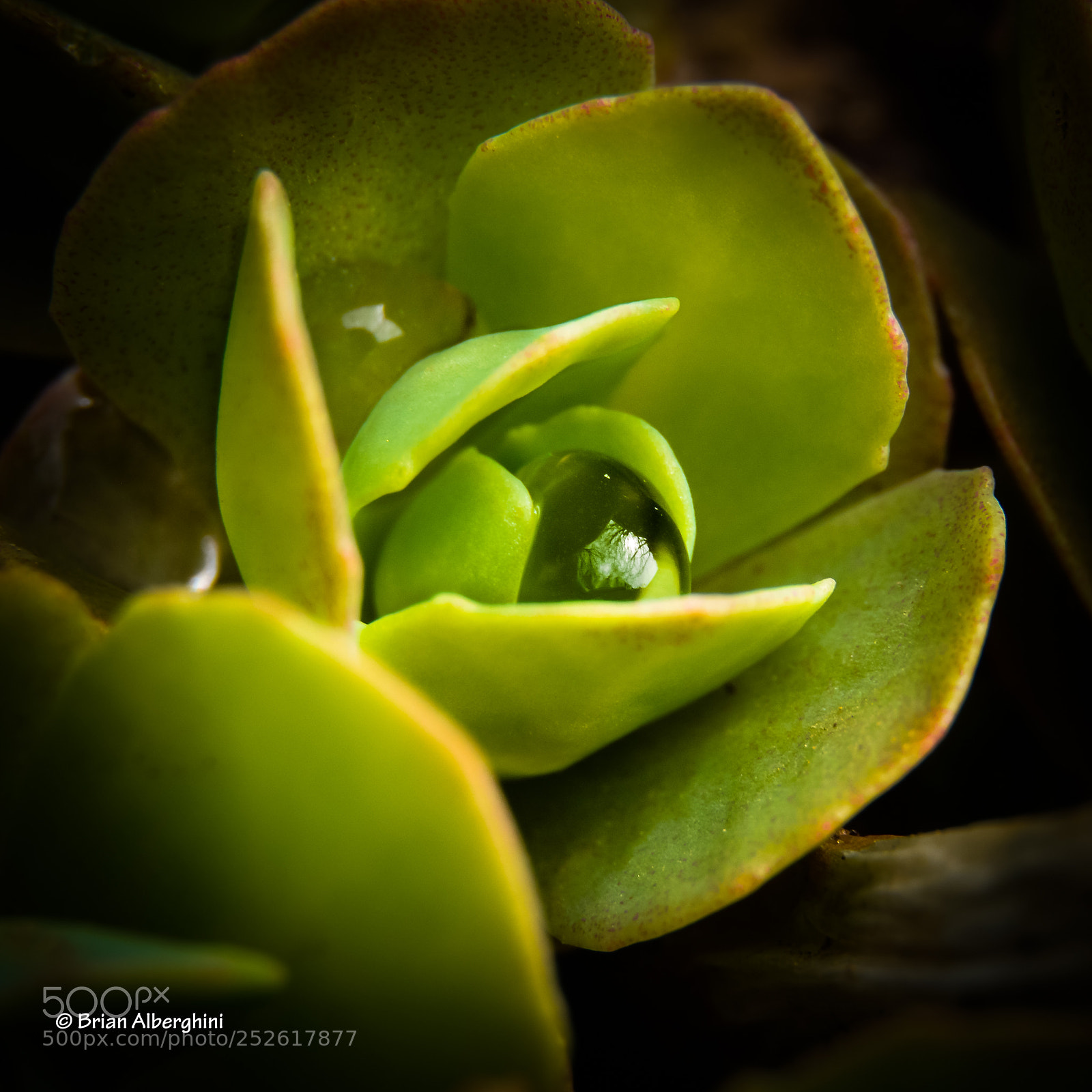 Nikon D7100 sample photo. Nestled photography