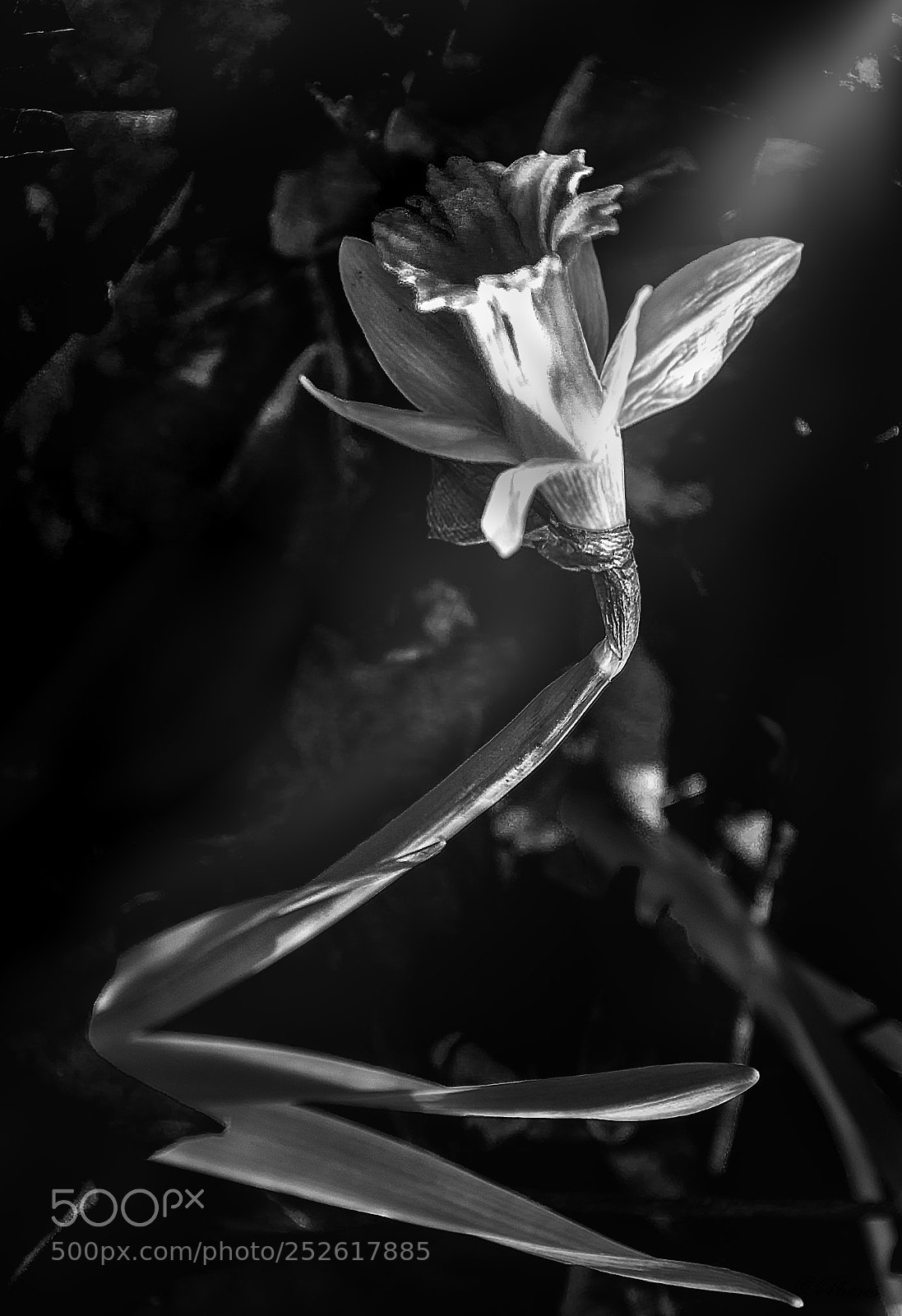 Nikon D7100 sample photo. Daffodil, wild (narcissus pseudonarcissus) photography