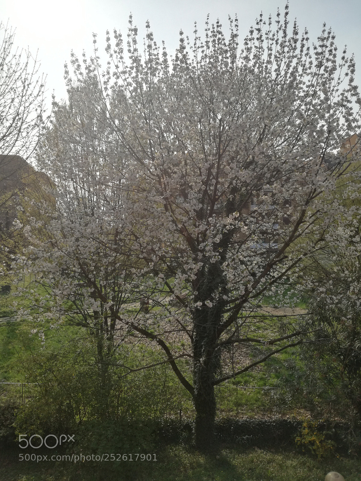HUAWEI P9 LITE sample photo. Spring photography