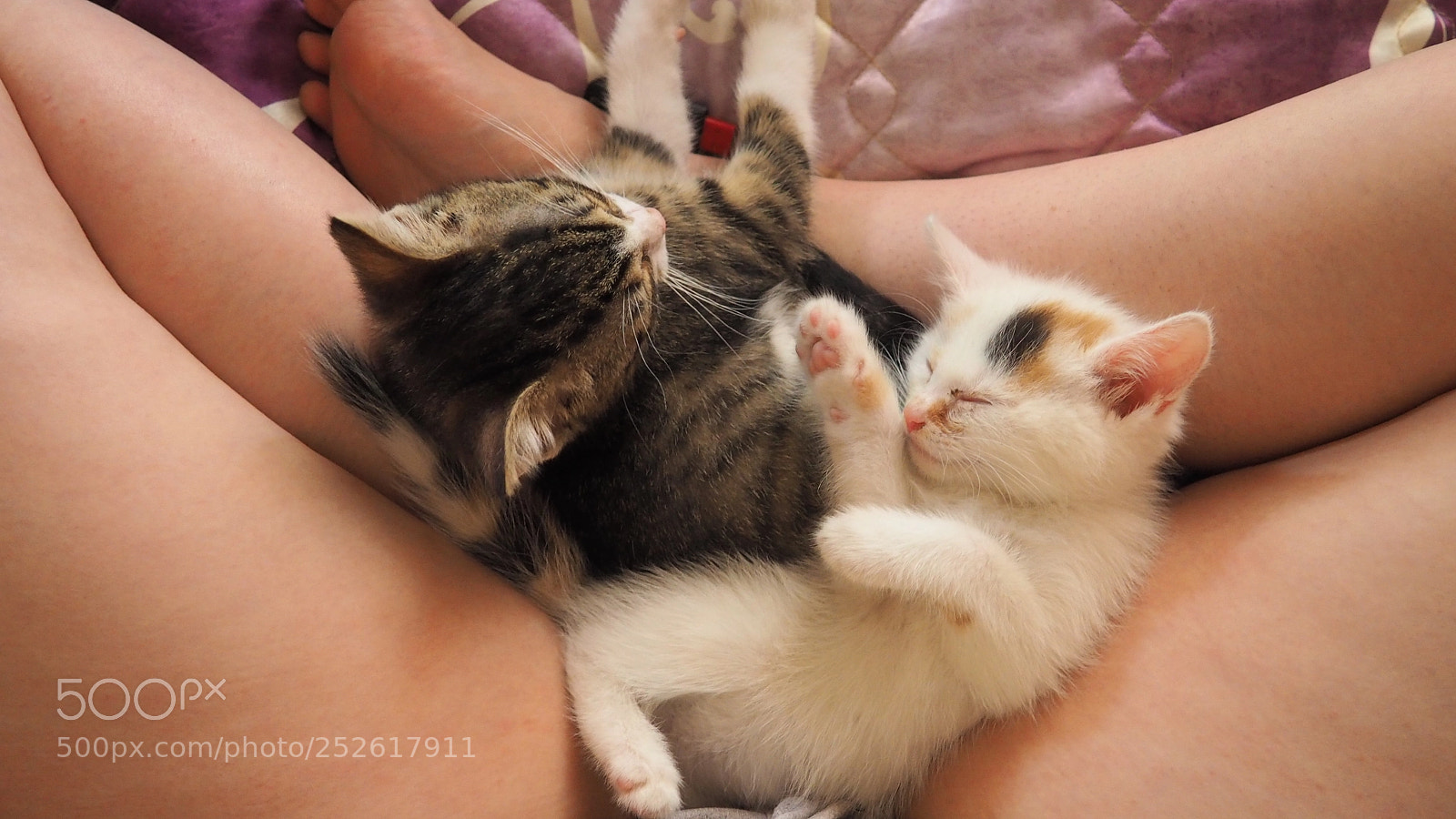 Olympus OM-D E-M10 II sample photo. Sleeping cats photography