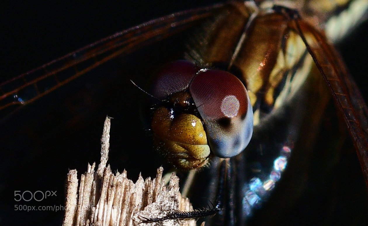 Nikon D500 sample photo. Dragon fly macro photography