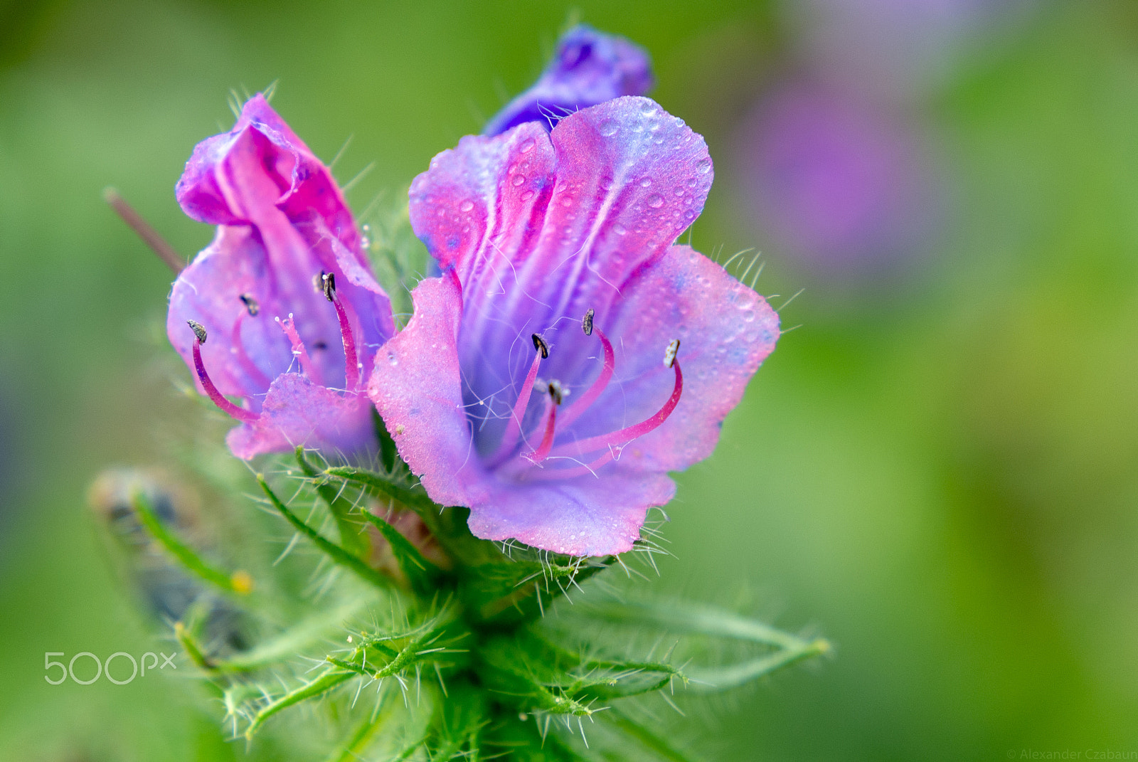 Nikon 1 V1 sample photo. Drops photography