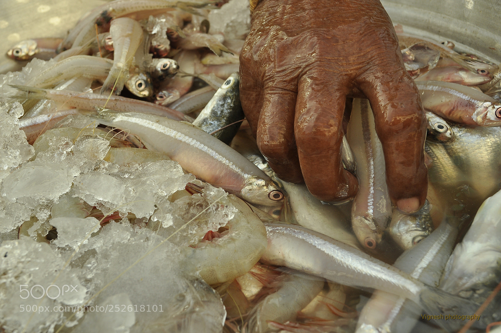 Nikon D5000 sample photo. Fish photography