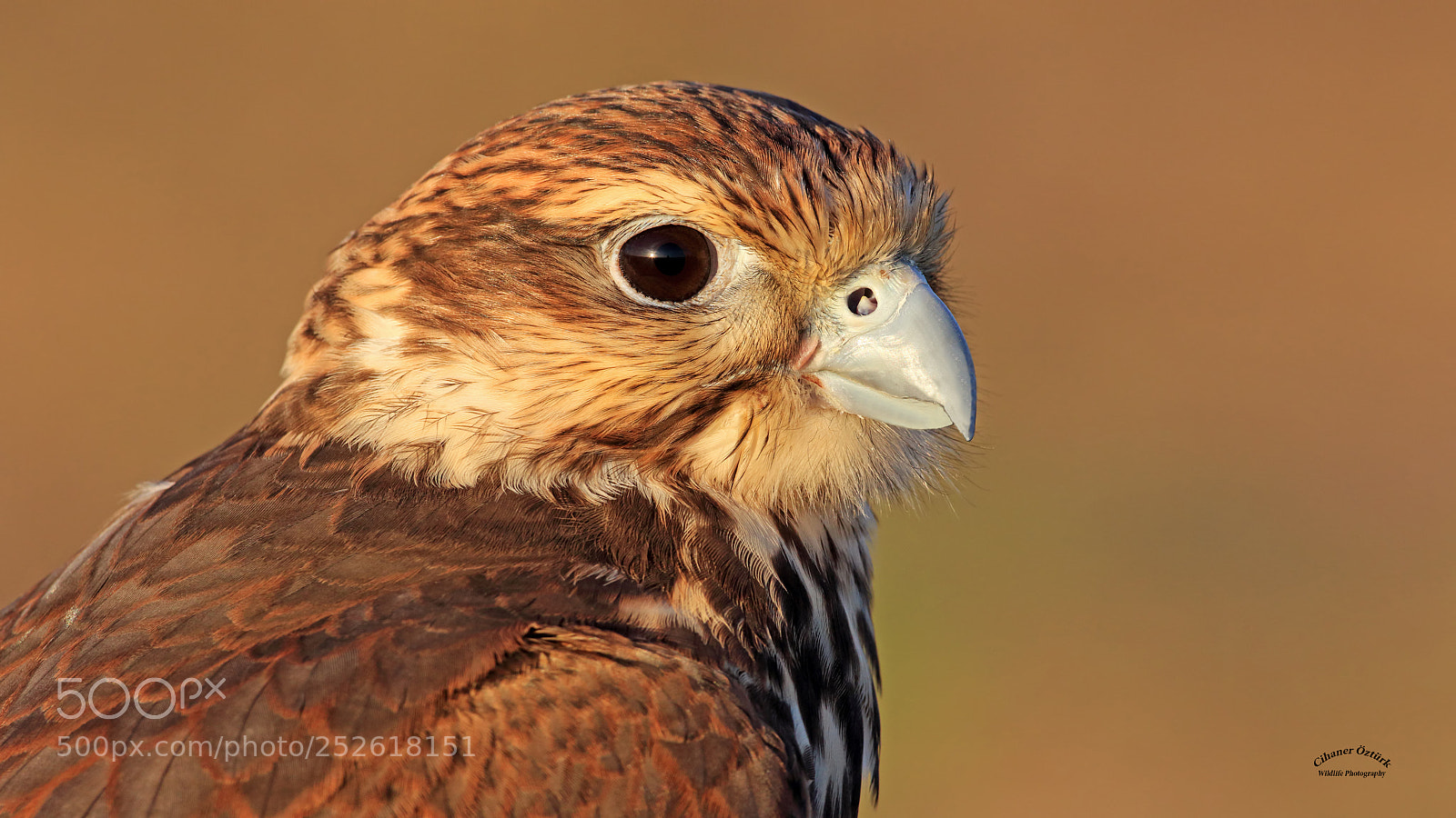 Canon EOS 7D Mark II sample photo. Saker falcon. photography