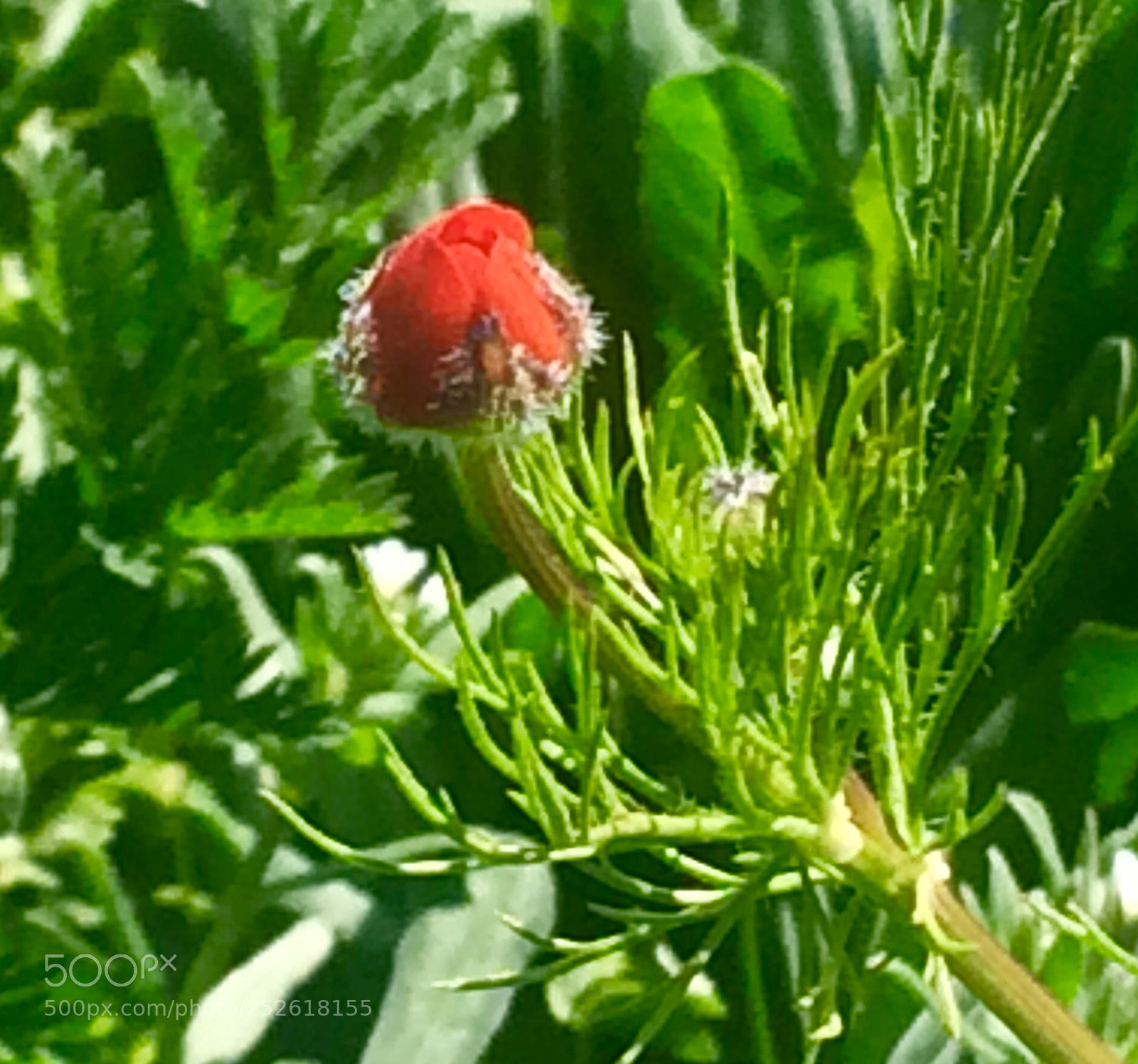 Apple iPhone 5s sample photo. Untitled photography