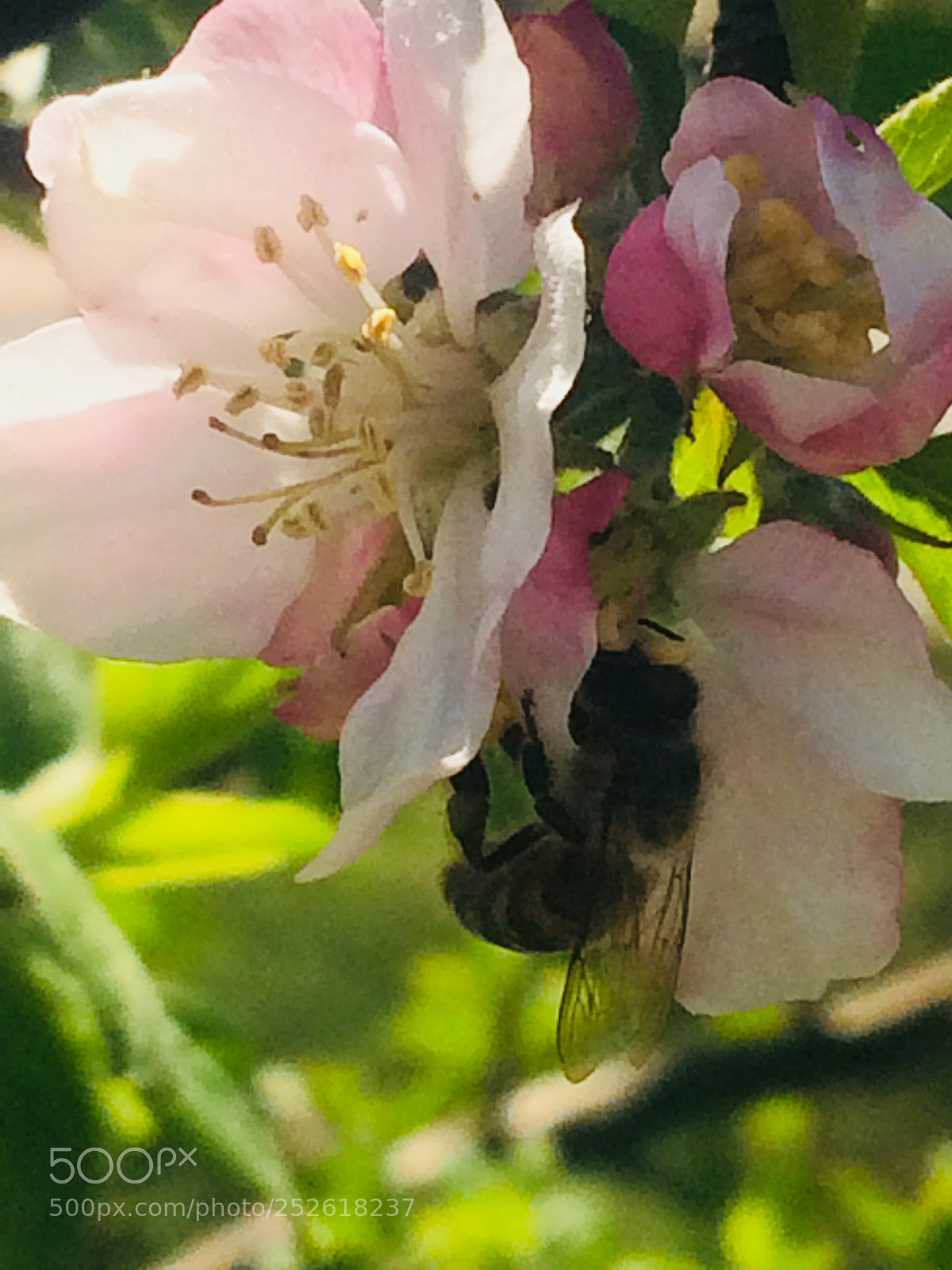 Apple iPhone 5s sample photo. Untitled photography