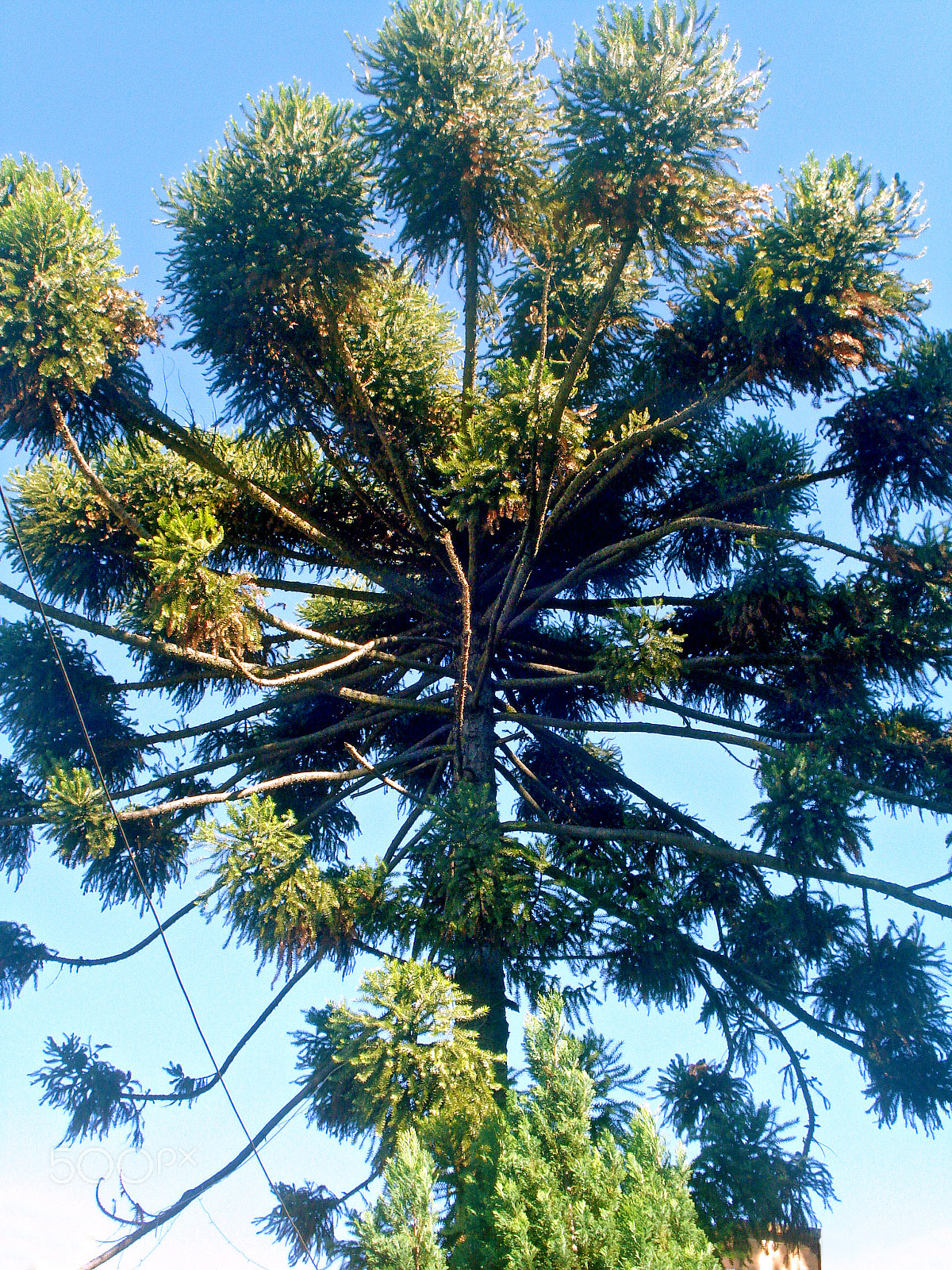 Sony DSC-W55 sample photo. Araucaria araucana. photography