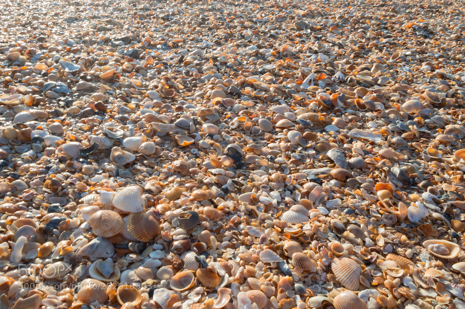 Nikon D3200 sample photo. Florida seashells photography