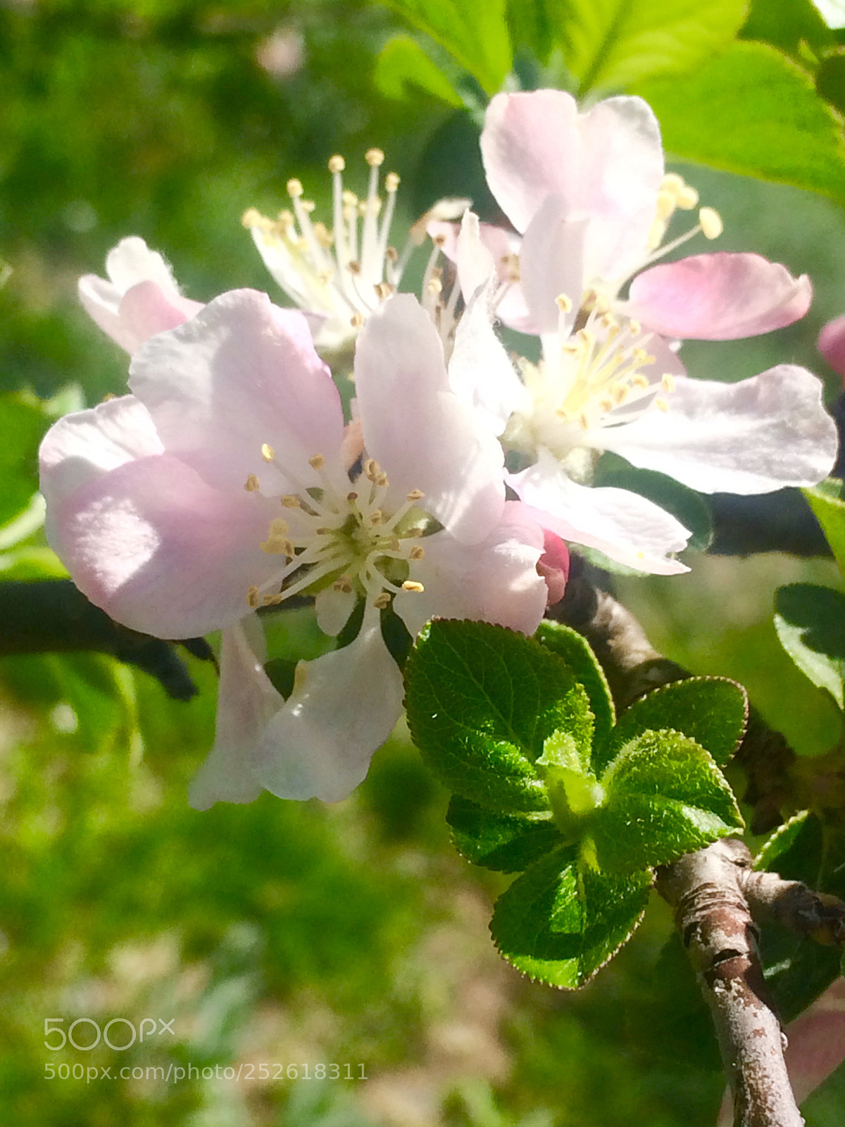 Apple iPhone 5s sample photo. Untitled photography
