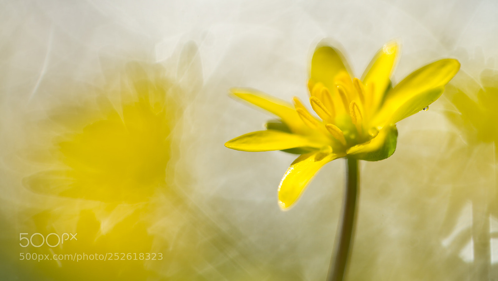 Canon EOS 7D sample photo. Speenkruid photography