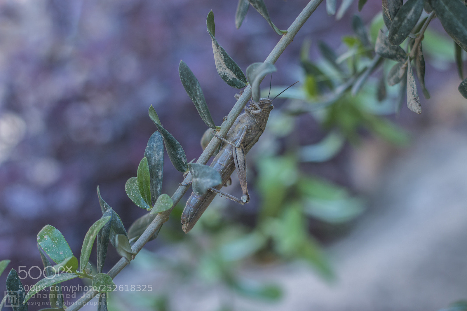 Canon EOS 70D sample photo. جرادة - locust photography
